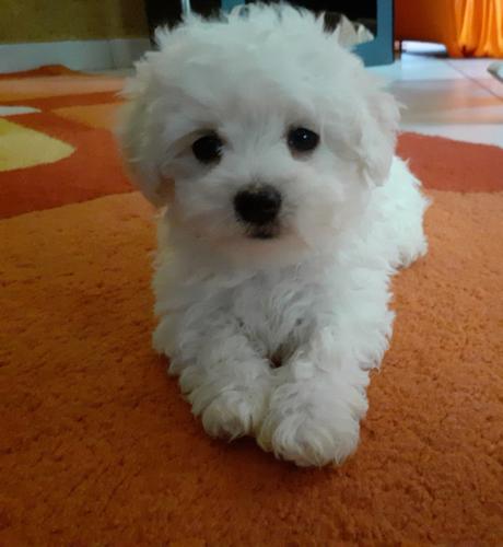 kovrdzavi bison