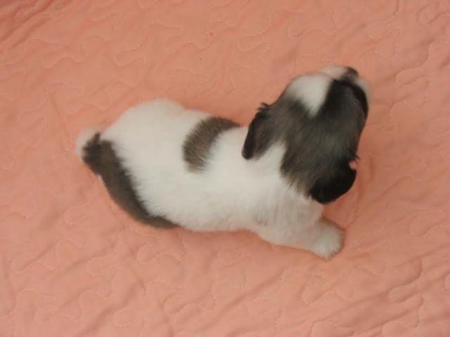 Coton-de-tulear