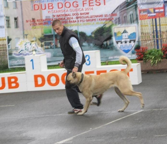 Kangal---Turski-pastirski-pas