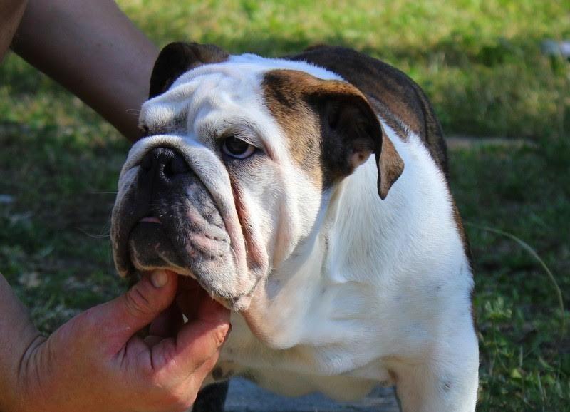 Engleski-buldog-