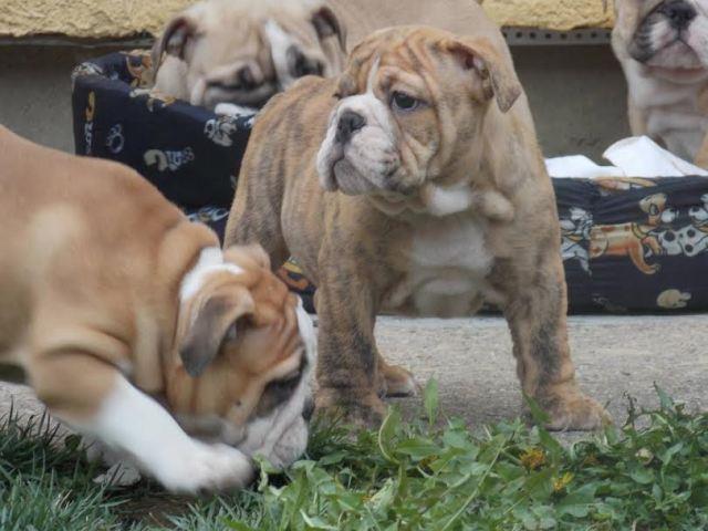 Engleski-Buldog--vrhunsko-leglo-