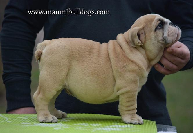 Engleski Buldog