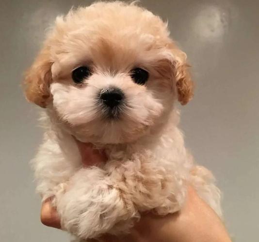 Maltipoo i havanski bison stenci