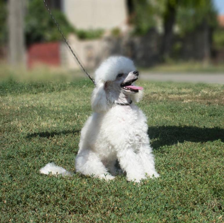 Stene-Toy-poodle