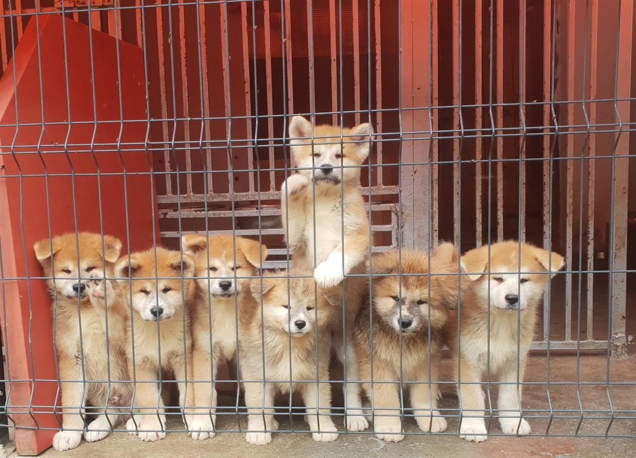 Akita-inu-stenci-