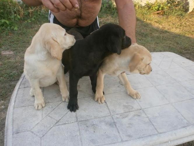 Labrador - ženski štenci 