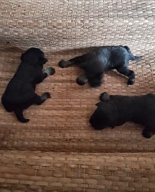 Dva-legla-patuljastog-snaucera-u-najavi