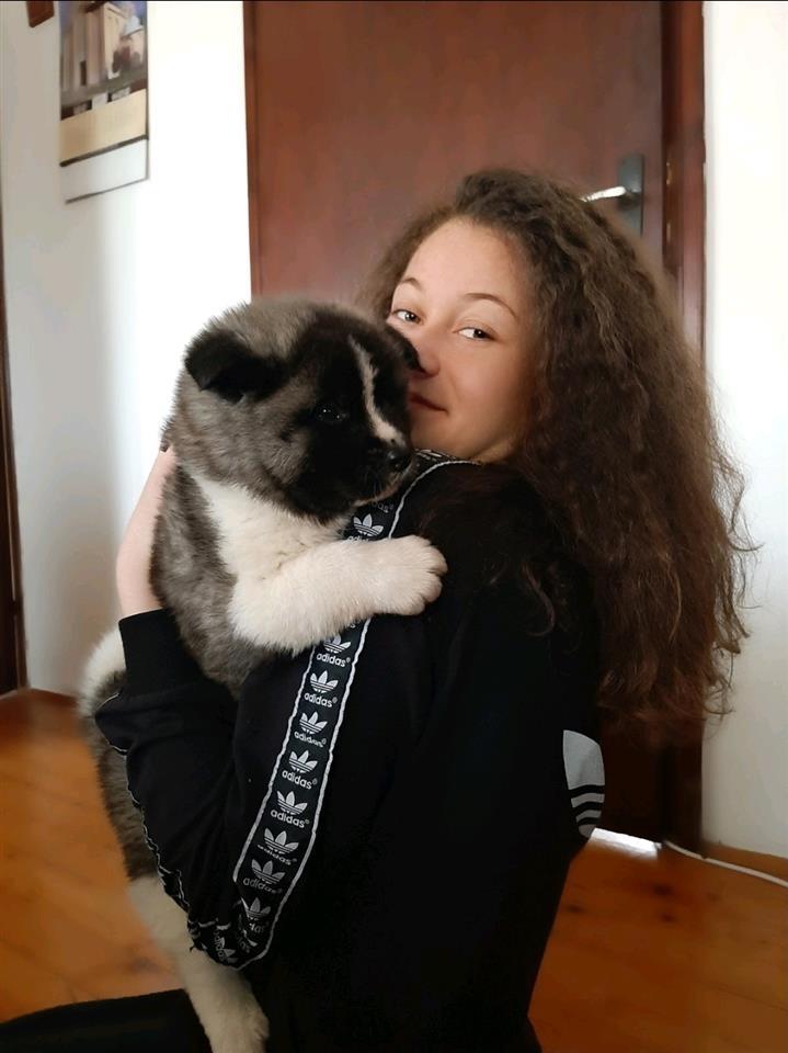 Američka-Akita-štenci