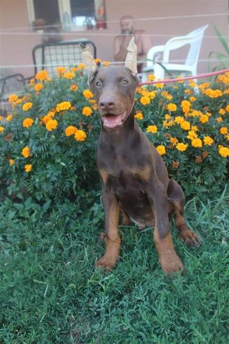 Doberman štenci