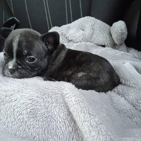 Francuski buldog štenci 