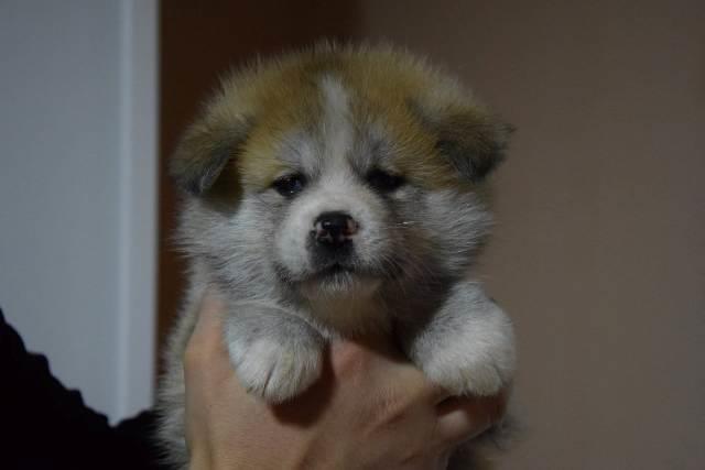 Akita-inu--štenci