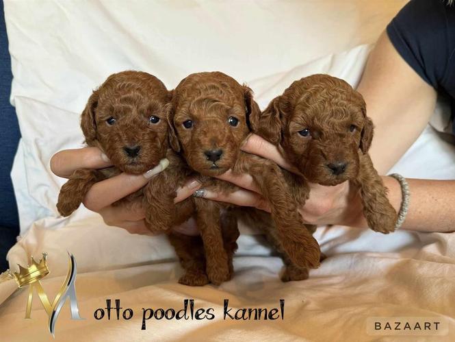 Patuljaste oudle