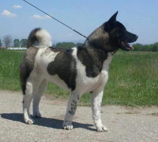  Američka Akita 