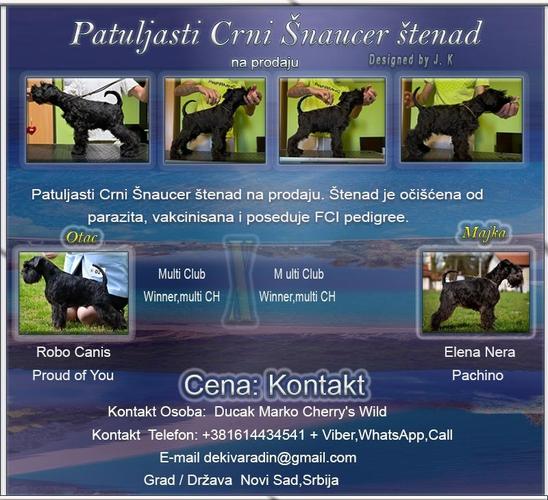 Patuljasti Crni Šnaucer