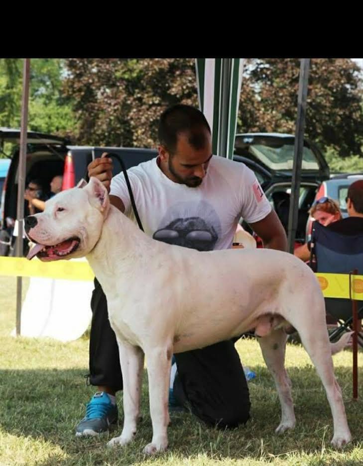 Dogo-Argentino---POVOLJNO-
