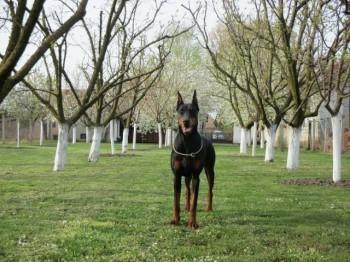 Doberman stenci 
