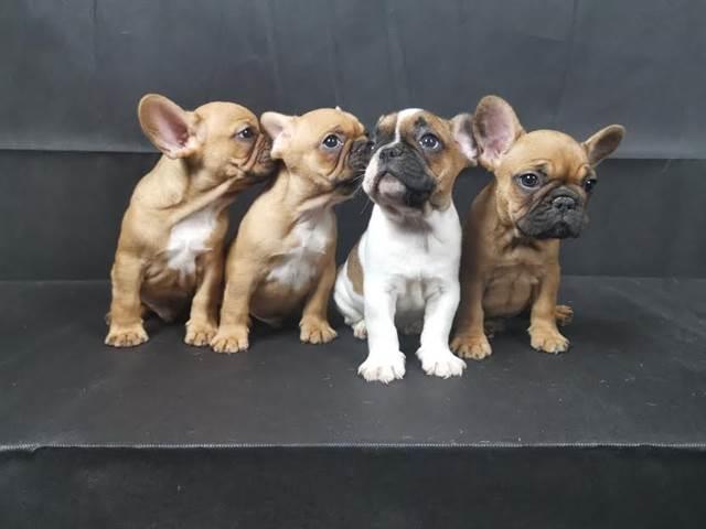 Francuski-buldog---prelepi-štenci