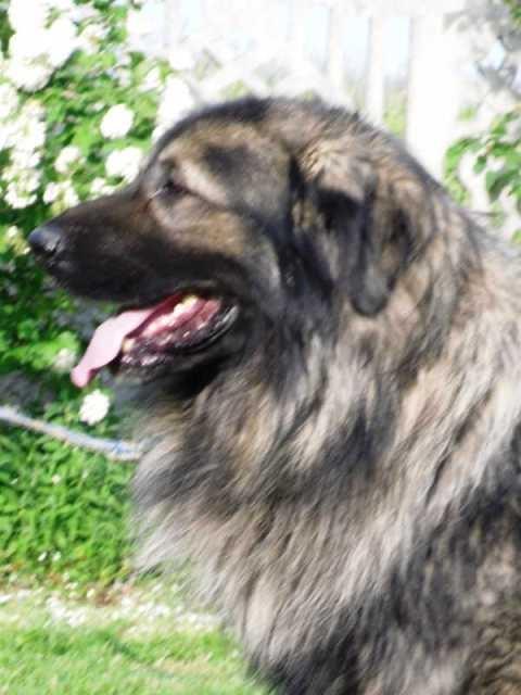 Šarplaninac--stenci-i-odrasli-psi