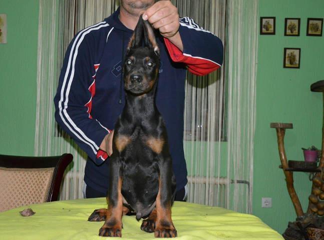 DOBERMAN stenci - izlozbenog potencijala
