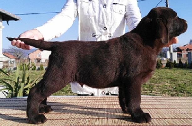 Labrador Retriver
