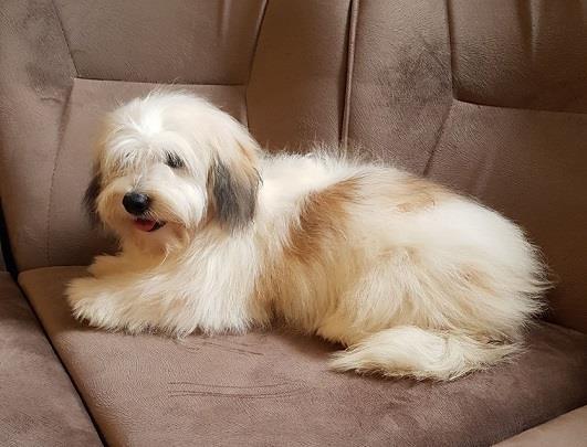 Coton de Tulear -Tulearski pas