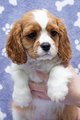 Cavalier king charles spaniel