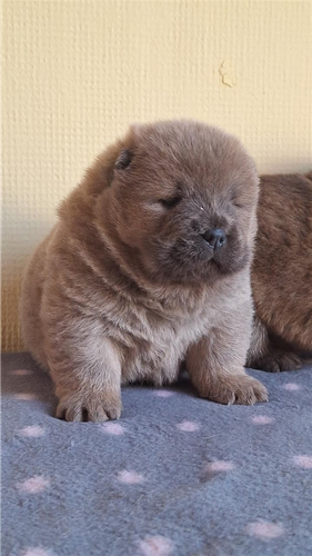 Chow chow bebe na prodaju