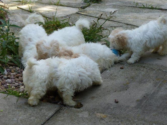 Štene Coton De Tulear