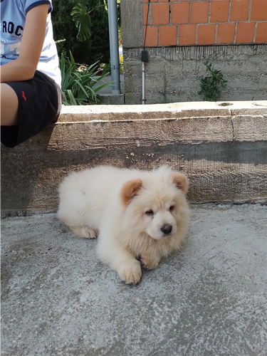 Chow chow