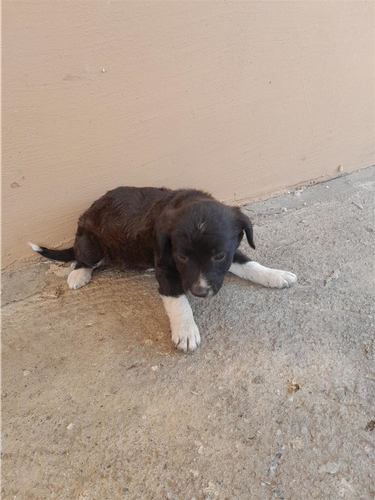 Labrador