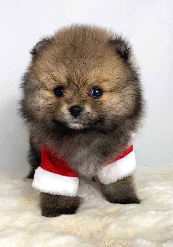 Pomeranac--BOO--čistokrvni--teacup