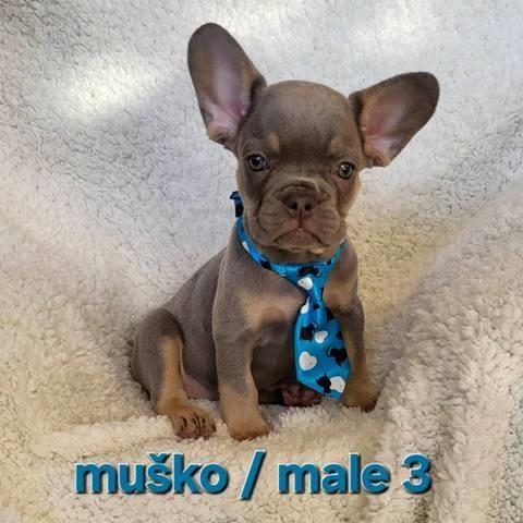 Francuski-buldog-egzotik-štenci