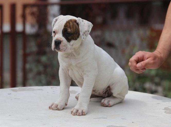 AMERIČKI BULDOG prvobirano stene