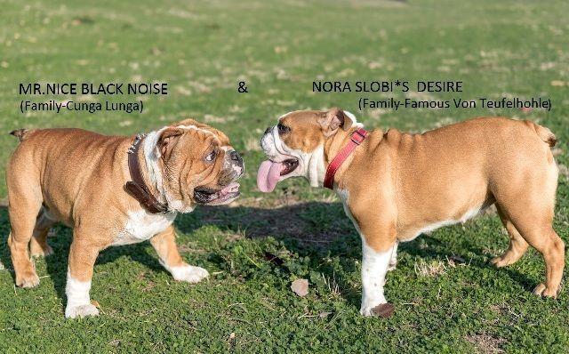 Engleski-Buldog--odlicne-genetike