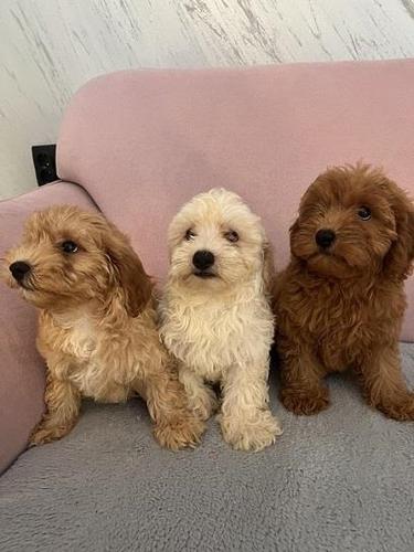 Maltipoo štenci
