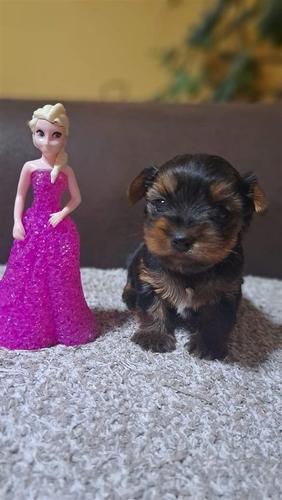 Mini jorksir, zenka