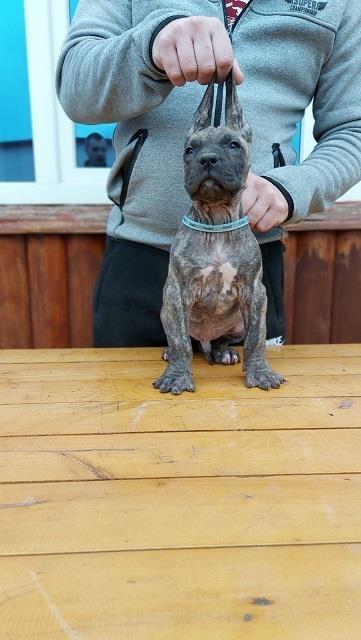 Presa-Canario-štenci