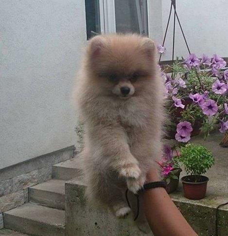 Pomeranski spic musko stene