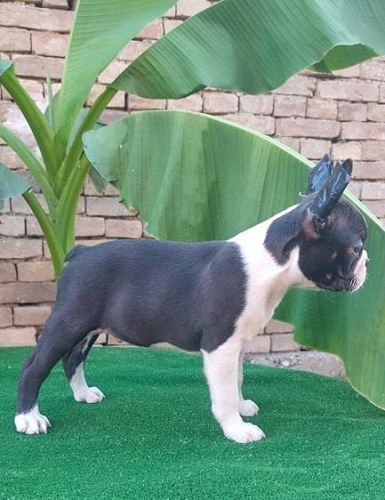 Boston-terrier