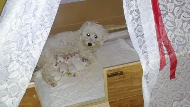 Coton de Tulear - štenc