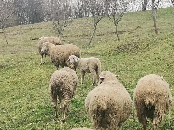 Stado ovaca na prodaju