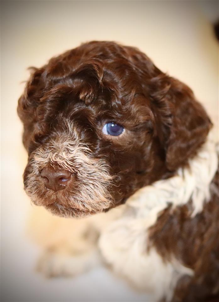 Lagotto-Romagnolo