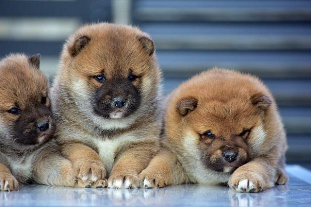Shiba-Inu-