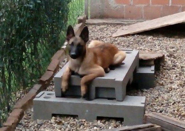 MALINOA-Belgijski-Ovcar-Stenad
