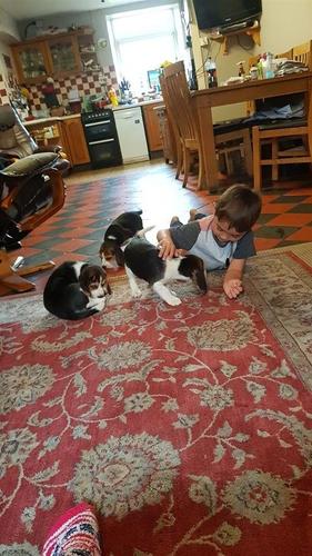 Beagle štenci za prodaju