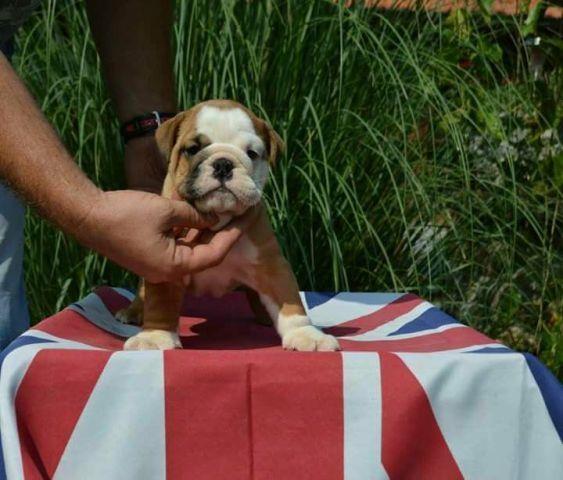 Engleski buldog, štenci 
