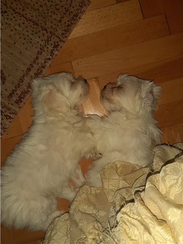 Štenci maltezera na prodaju