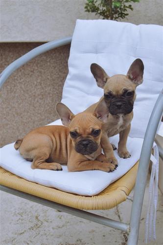 Francuski buldog
