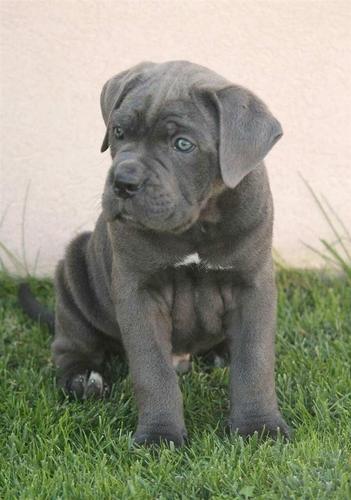 Cane corso stenad 