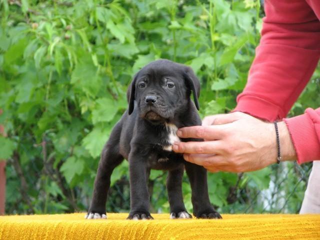 Cane-corso-stenci